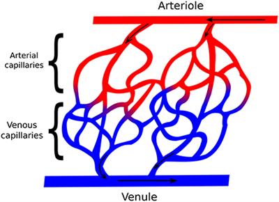 Simulation of the Perfusion of Contrast Agent Used in Cardiac Magnetic Resonance: A Step Toward Non-invasive Cardiac Perfusion Quantification